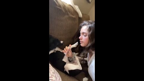 Try Not to Laugh – Dogs Edition 😂🐶