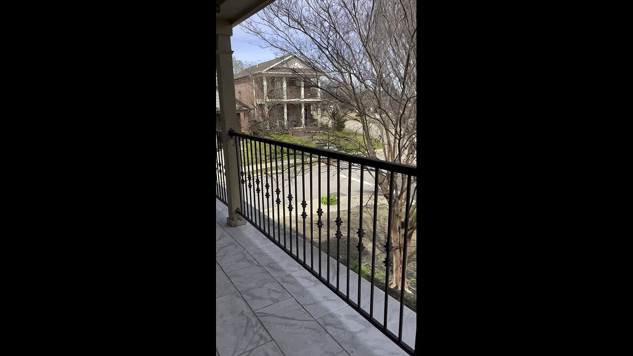 Day 1 of Birds Flying Into Our Window 🪟