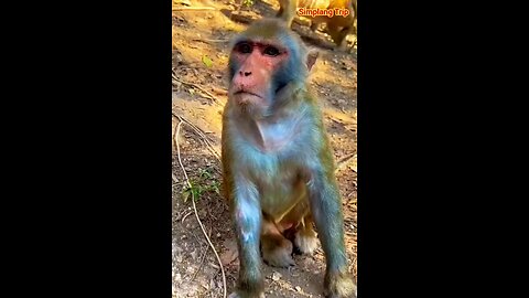 Simplang Trip 157: Giving grapes to monkey went wrong.