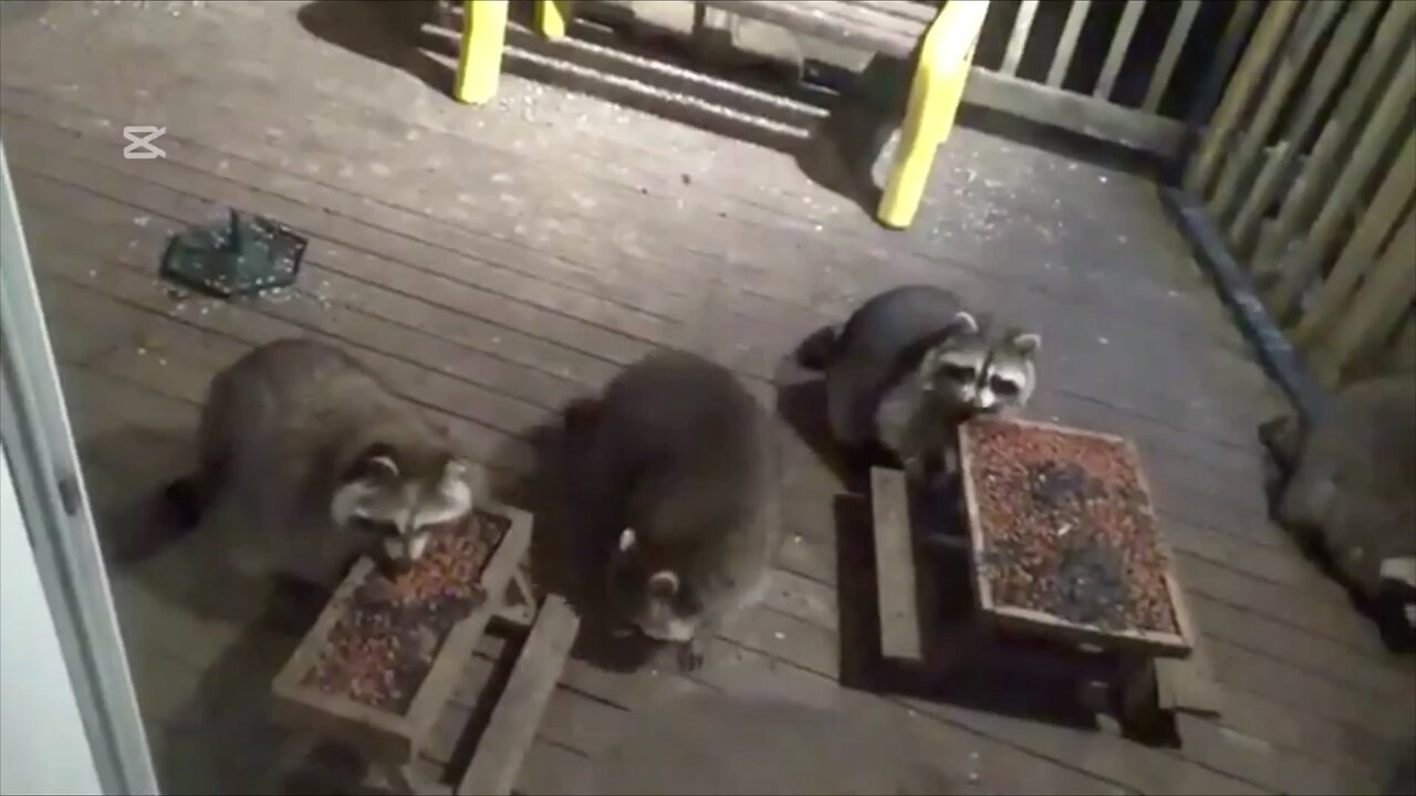No es fácil ser mapache.