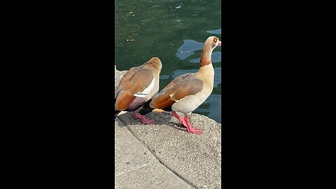 Egyptian Goose 🪿 #egyptiangoose #goose #followme #shorts #trending #viral
