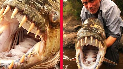 Caught a big fish with my hands