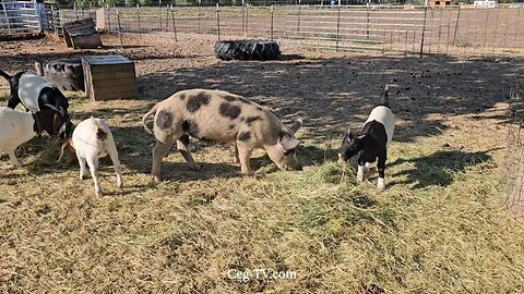 Graham Family Farm NW: 9:20 AM September 23 2025