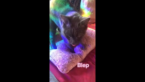 Bleppy Bleperson blep in the rainbow
