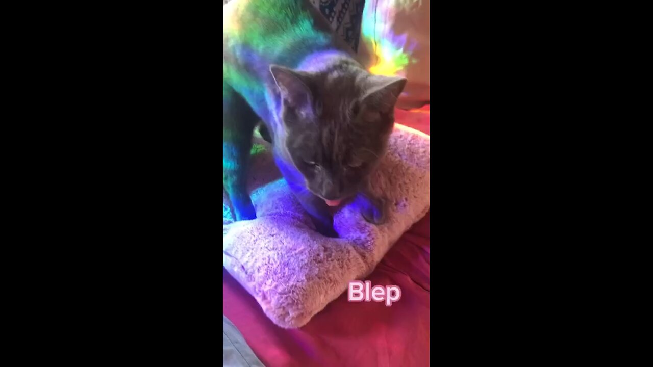 Bleppy Bleperson blep in the rainbow