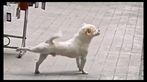 Funny animals 🤣🤣