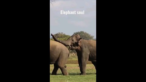 Clash of Giants The Battle of the Wild Elephants Elephant soul