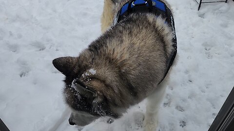 Shadows First and Possibly Last Snowfall of the Season
