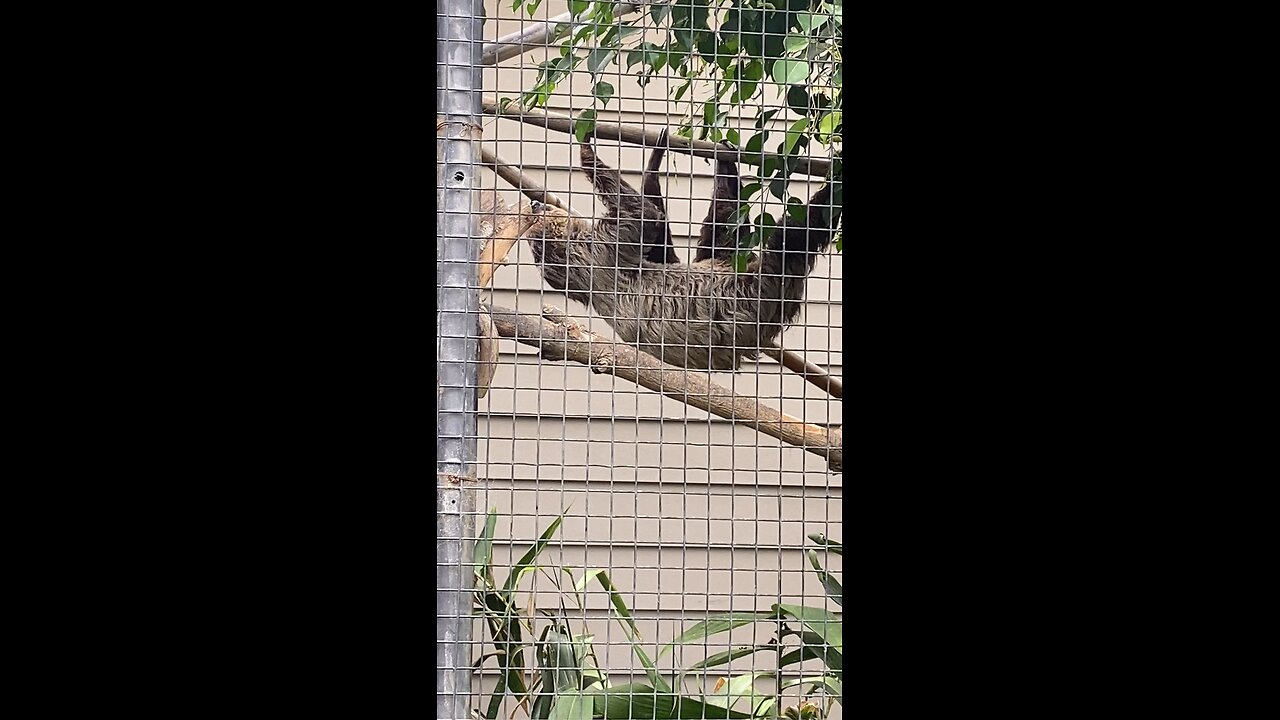 Sloth 🦥 #sloth #followme #viral #trending #shorts #cute