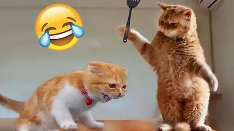Get Ready to Laugh: Funyy Animal Videos