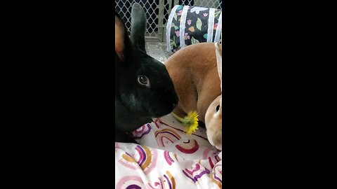 Springtime=Dandelions, YUM!