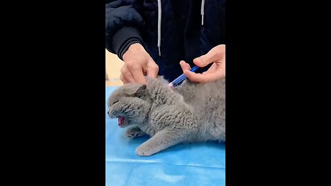 Angry Cat Injection