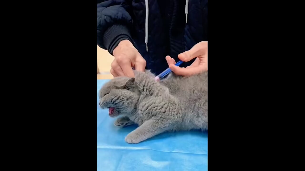 Angry Cat Injection