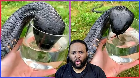 Damn Nature You Scary Funny Scary Animal Encounters 😱 Reaction