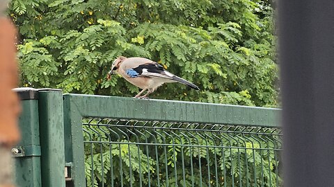 Sójka (Garrulus glandarius)