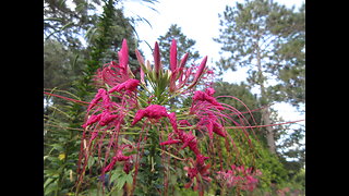 Spider Flower Cleome Aug 2022