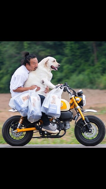 Happy Style Dogs! 🐶✨