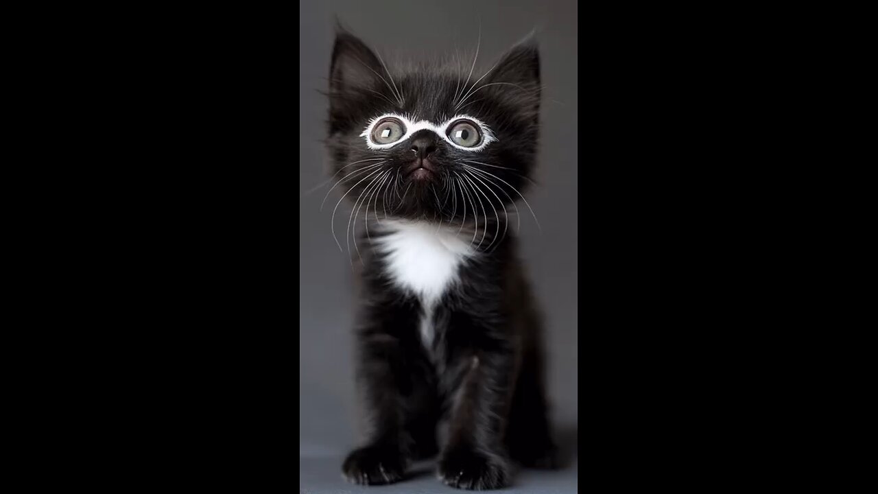 cute cat 🥺