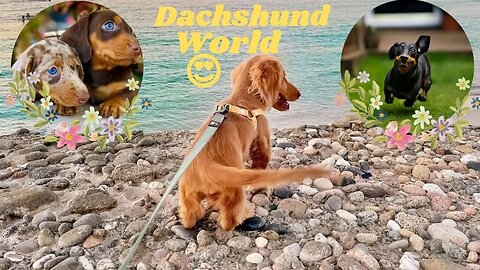 One Hour Dachshund Dogs Videos Dachshund World Funny Videos, Dachshund at the Beach Playful Dogs