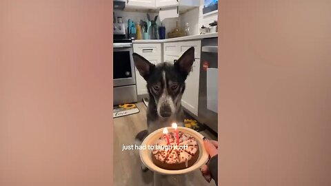 FUNNY Pets _ Hilarious Animals Compilation 2025