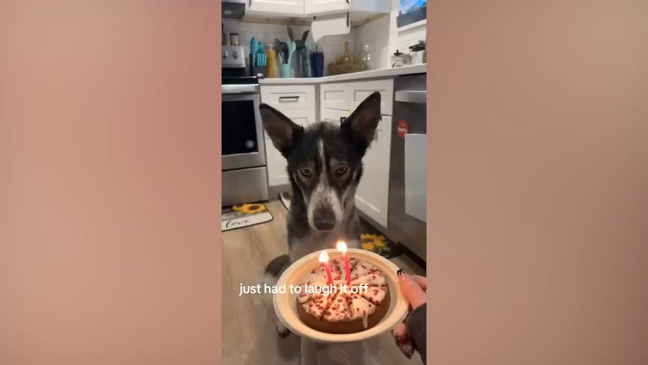 FUNNY Pets _ Hilarious Animals Compilation 2025