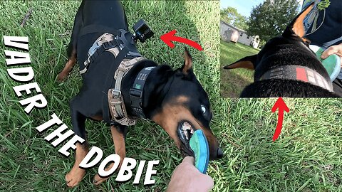 Doberman Toy Frenzy POV: Pink Tennis Ball, Frisbee & Backyard Zoomies! 🎾🐾😂 | GoPro Fetch Cam Action