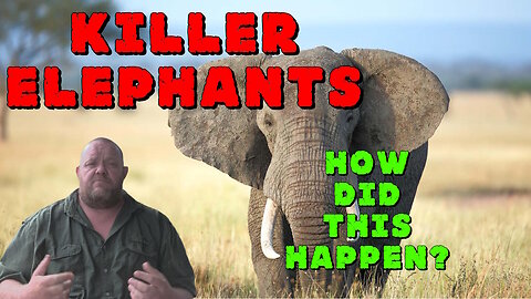 The "Delinquent" Elephants of Pilanesberg: A Shocking Story of Maimed Rhinos
