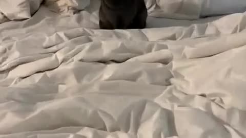 🐰😂 This Bunny Thinks She's a Dog! | FunFM
