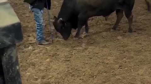 😊🐮 He's Grateful for His Early Care! | FunFM