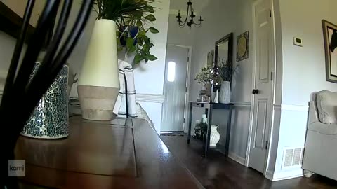 Deer in USA 