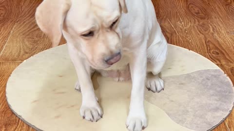 狗子：算了 还是吃少的吧 Dog: Forget it, let's eat less