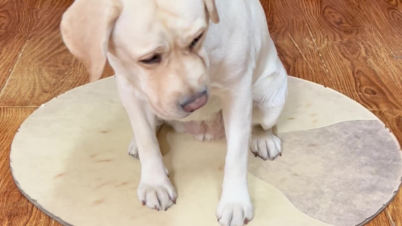 狗子：算了 还是吃少的吧 Dog: Forget it, let's eat less
