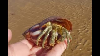 Hermit crab