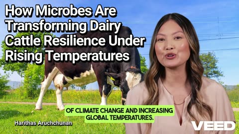 Microbial Secrets:Cooling Dairy Cows