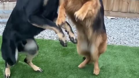 Dog fight