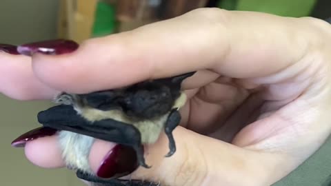 Holding a Little Bat