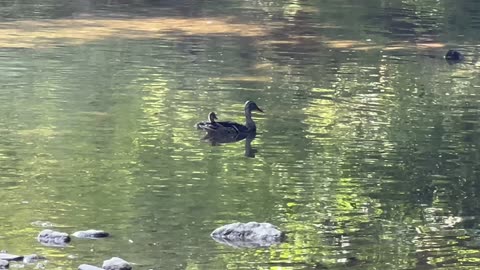 Mama mallard duck and duckling stopped by