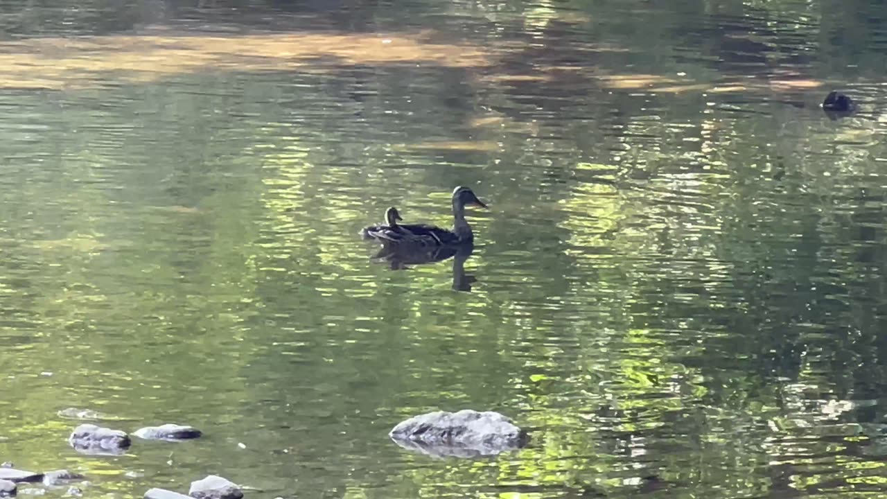 Mama mallard duck and duckling stopped by
