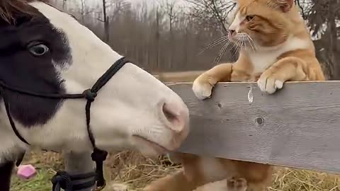 Funny Animals - Try not to laugh Cats And Dogs , you laugh you lose 😁