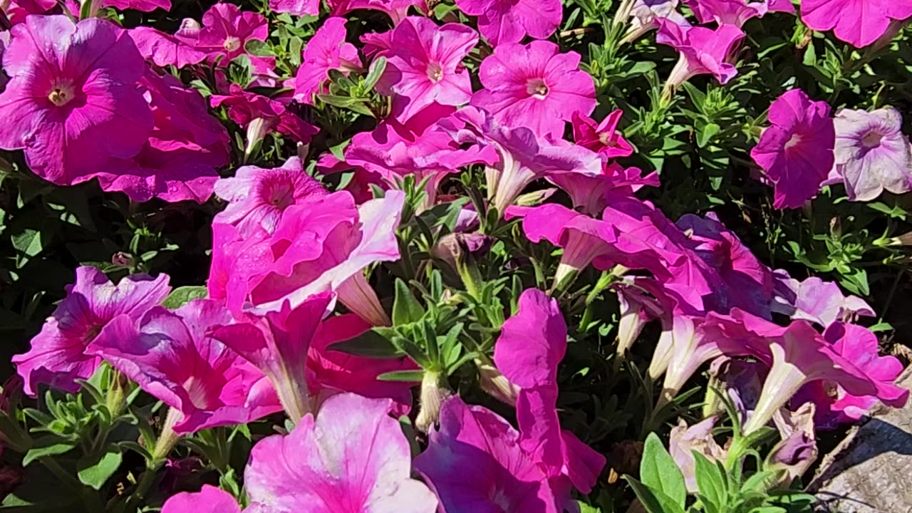 Petunia Colony #53 Makes it Big