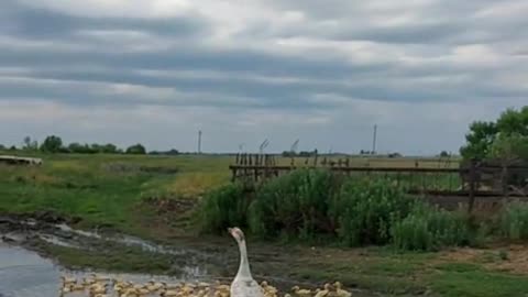 Using a Kite to Train Mother Goose to Protect Goslings