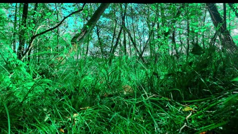 24/7 Relaxation Live: Nature Calms Stress (Authentic Sounds)