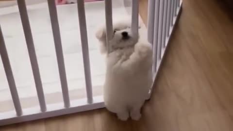 Funny dog 😍#shorts #animals #pets