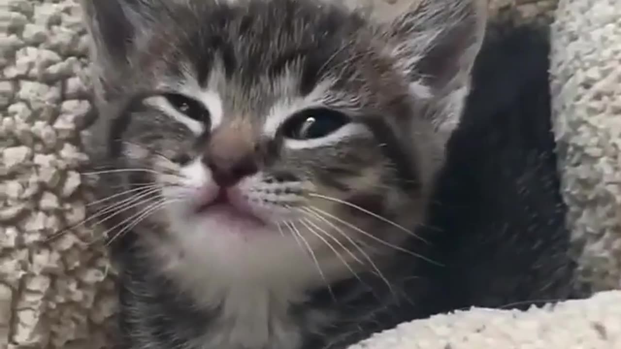 😹 Cutest Funny Cat Moments Ever! | Try Not To Laugh Challenge