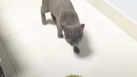 cat funny videos