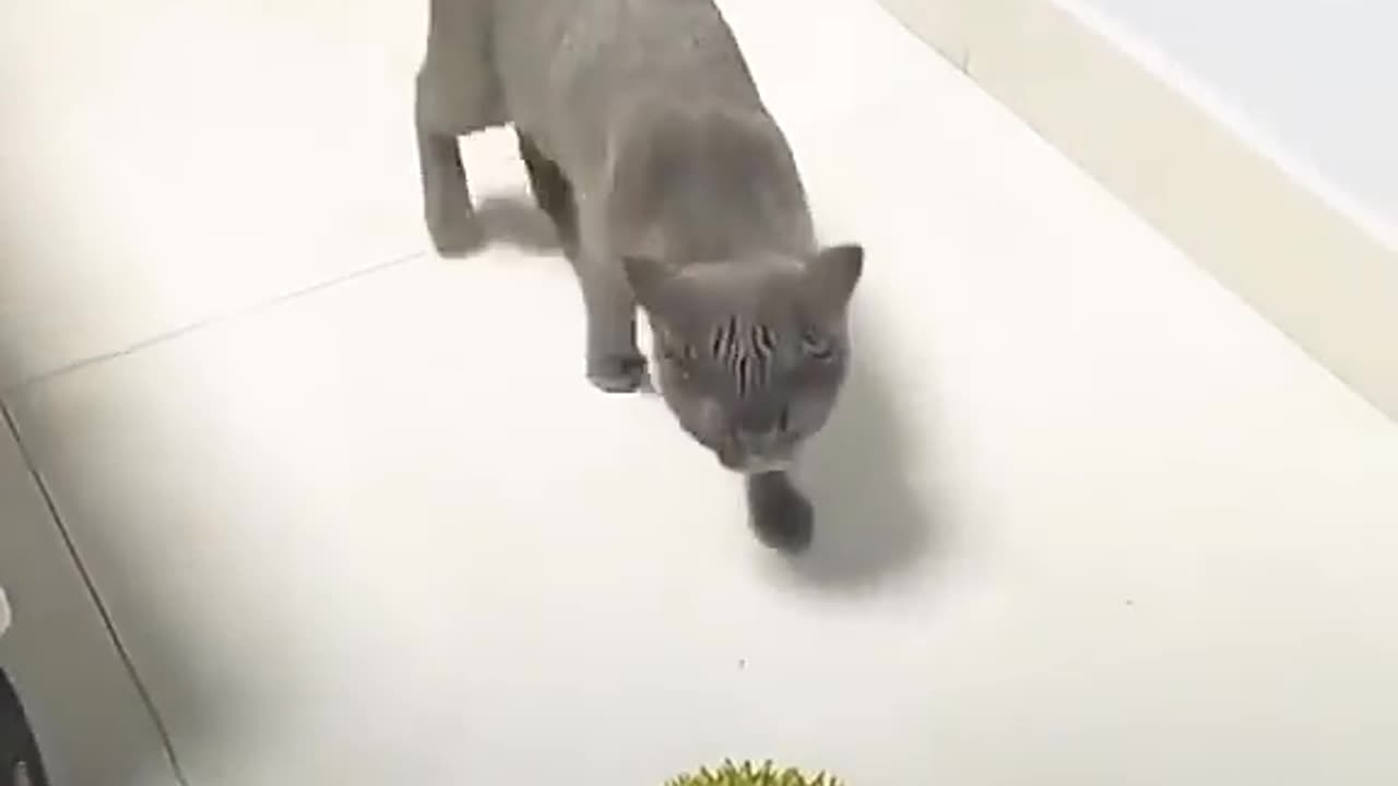 cat funny videos