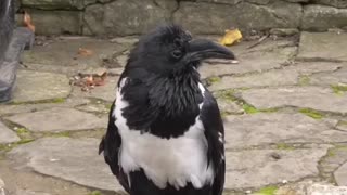 British crow asking passersby if they're alright