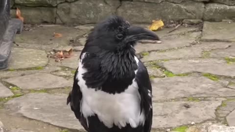 British crow asking passersby if they're alright