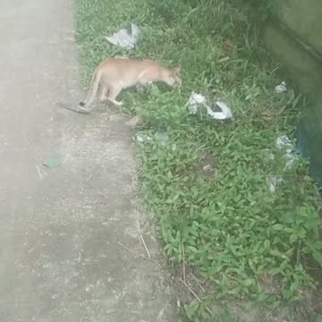 I was shocked to see the cat.