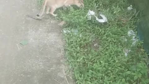 I was shocked to see the cat.
